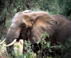 Большая ушная раковина слонов служит терморегулятором