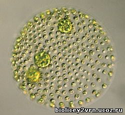 вольвокс золотистый под микроскопом